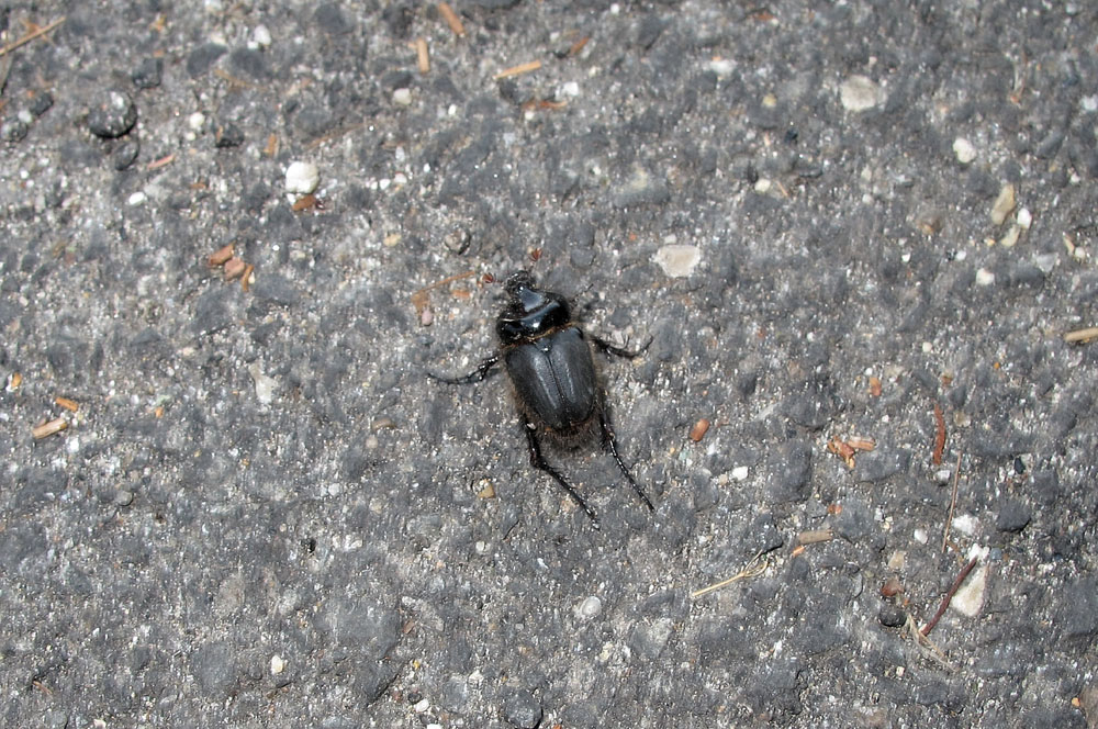 Pachypus candidae - Roma